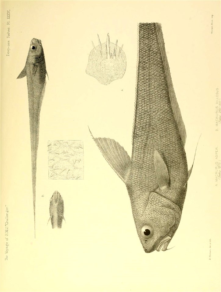 n594_w1150