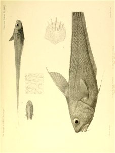 n594_w1150