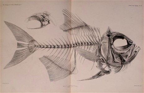 n444_w1150