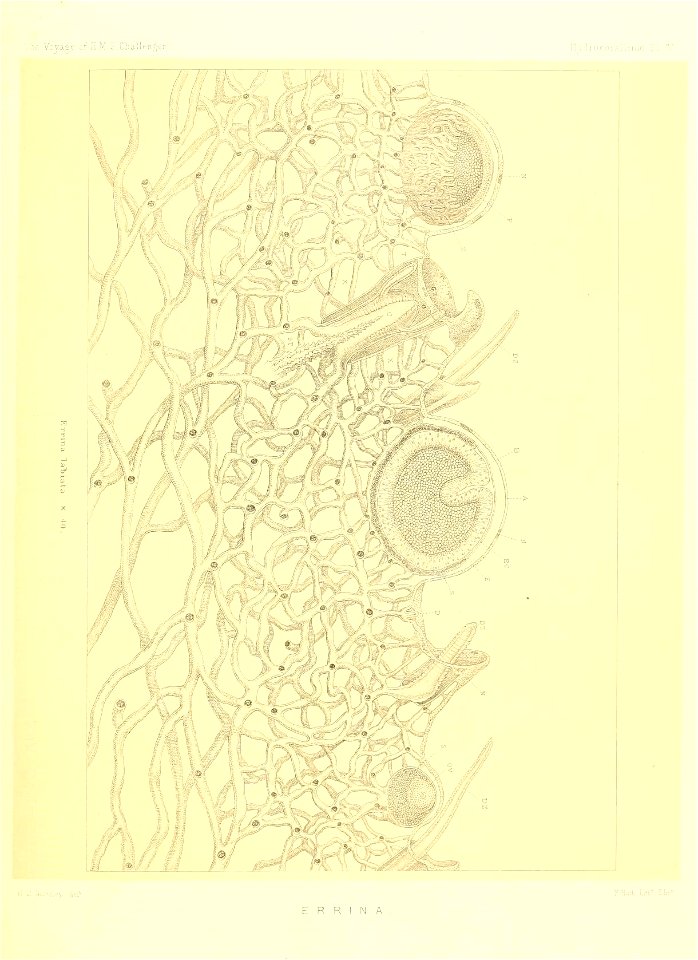 n268_w1150