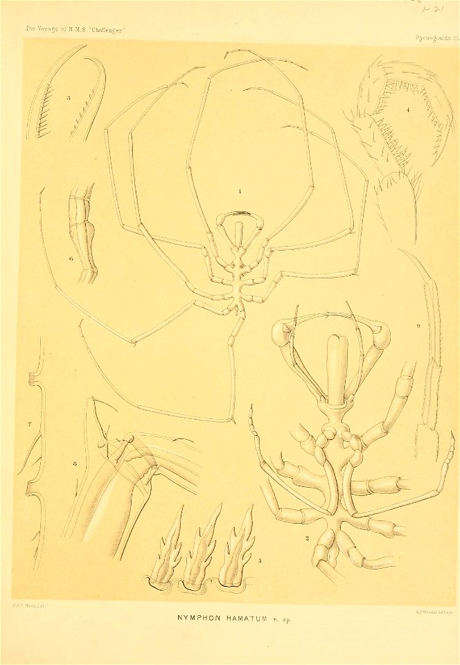 n176_w1150