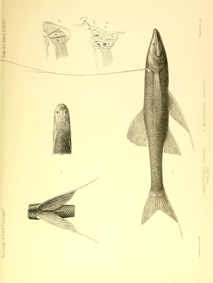n652_w1150