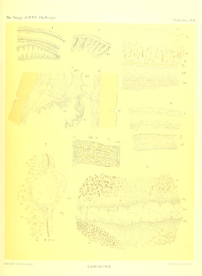 n176_w1150