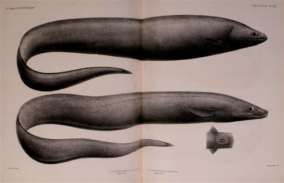 n718_w1150