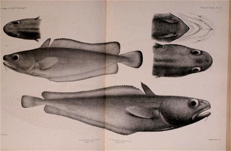 n498_w1150