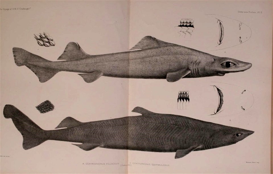 n424_w1150