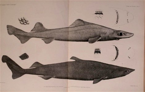 n424_w1150