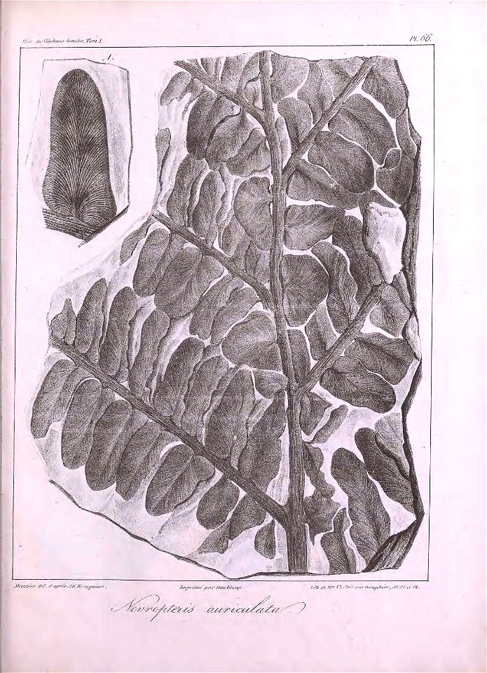 n454_w1150