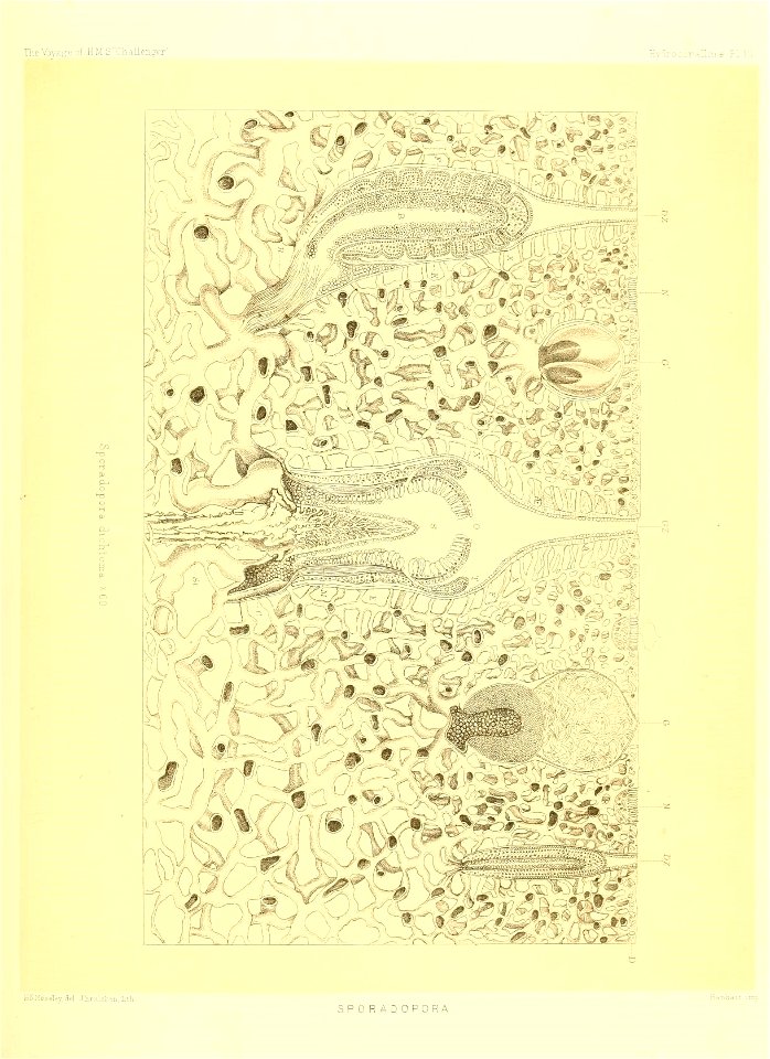 n266_w1150