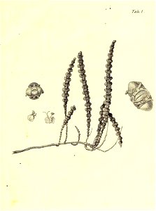 n20_w1150