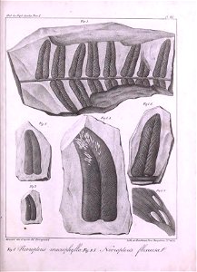n452_w1150