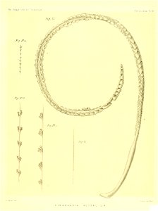 n316_w1150