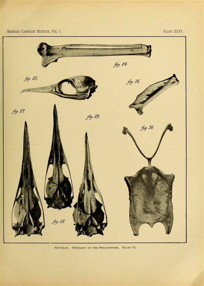 n292_w1150