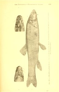 n334_w1150