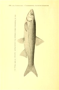 n65_w1150