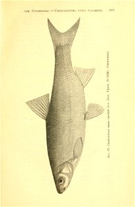n58_w1150
