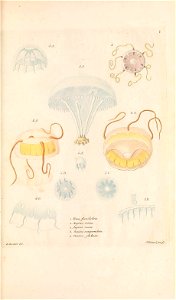 n128_w1150