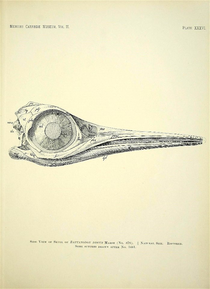 n454_w1150