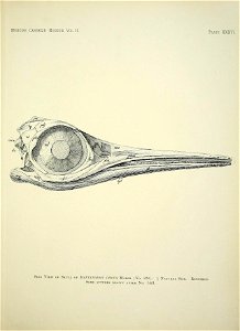 n454_w1150