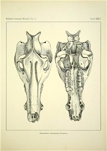 n438_w1150