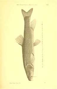n268_w1150