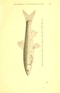 n78_w1150