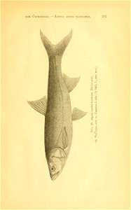 n354_w1150