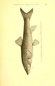 n260_w1150