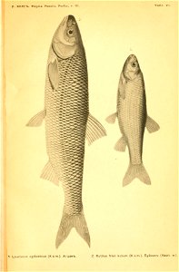 n386_w1150