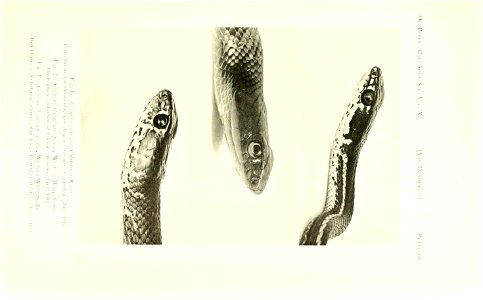 n78_w1150