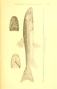 n358_w1150