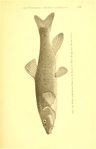 n272_w1150