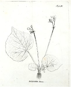 n560_w1150