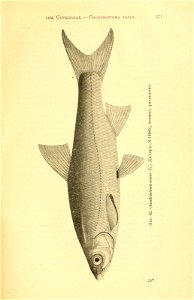 n46_w1150