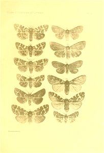 n156_w1150