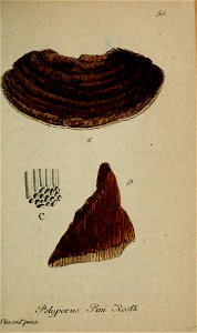 n212_w1150