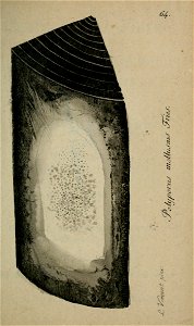 n268_w1150