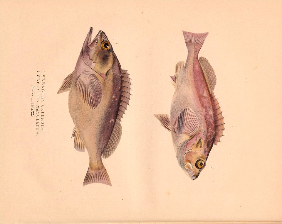 n95_w1150