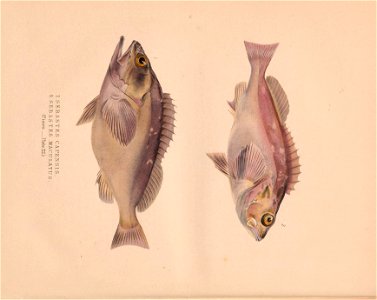 n95_w1150