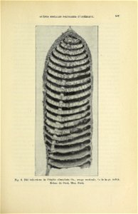 n520_w1150