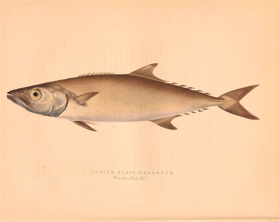 n87_w1150