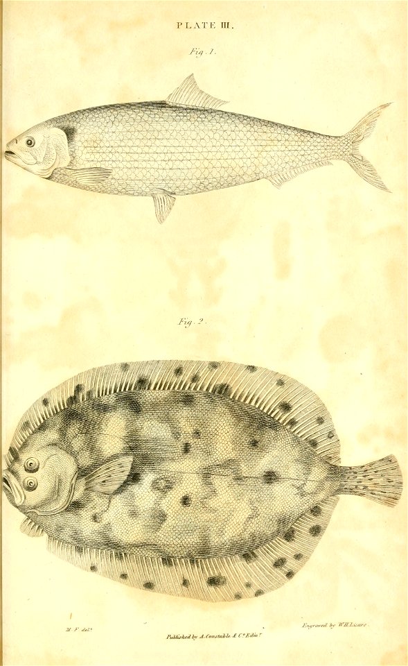 n492_w1150