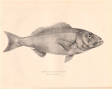 n83_w1150