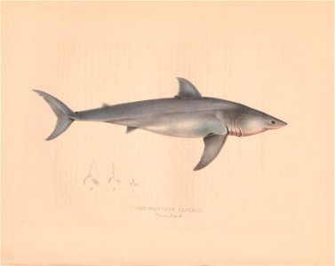 n17_w1150