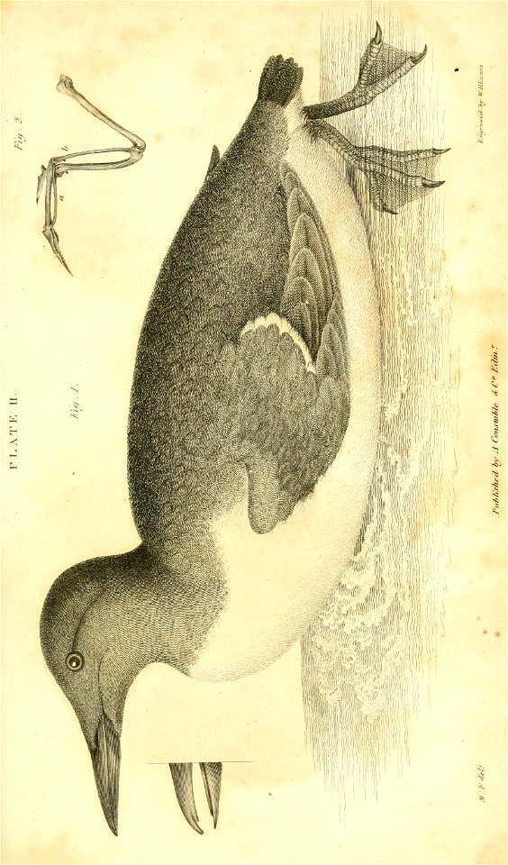 n490_w1150