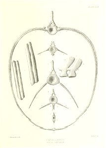 n388_w1150