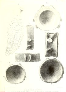 n436_w1150