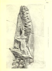 n190_w1150