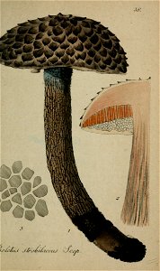 n492_w1150