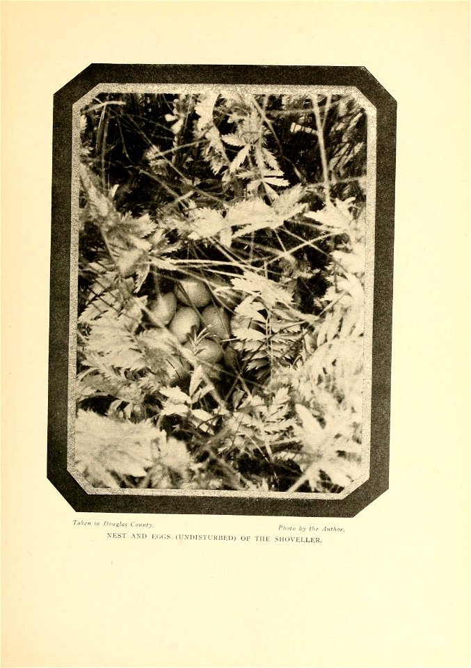 n358_w1150